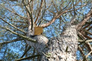 uno dei richiami per uccelli installati dall'artista Cristina Meloni su un albero del bosco di Curadureddu