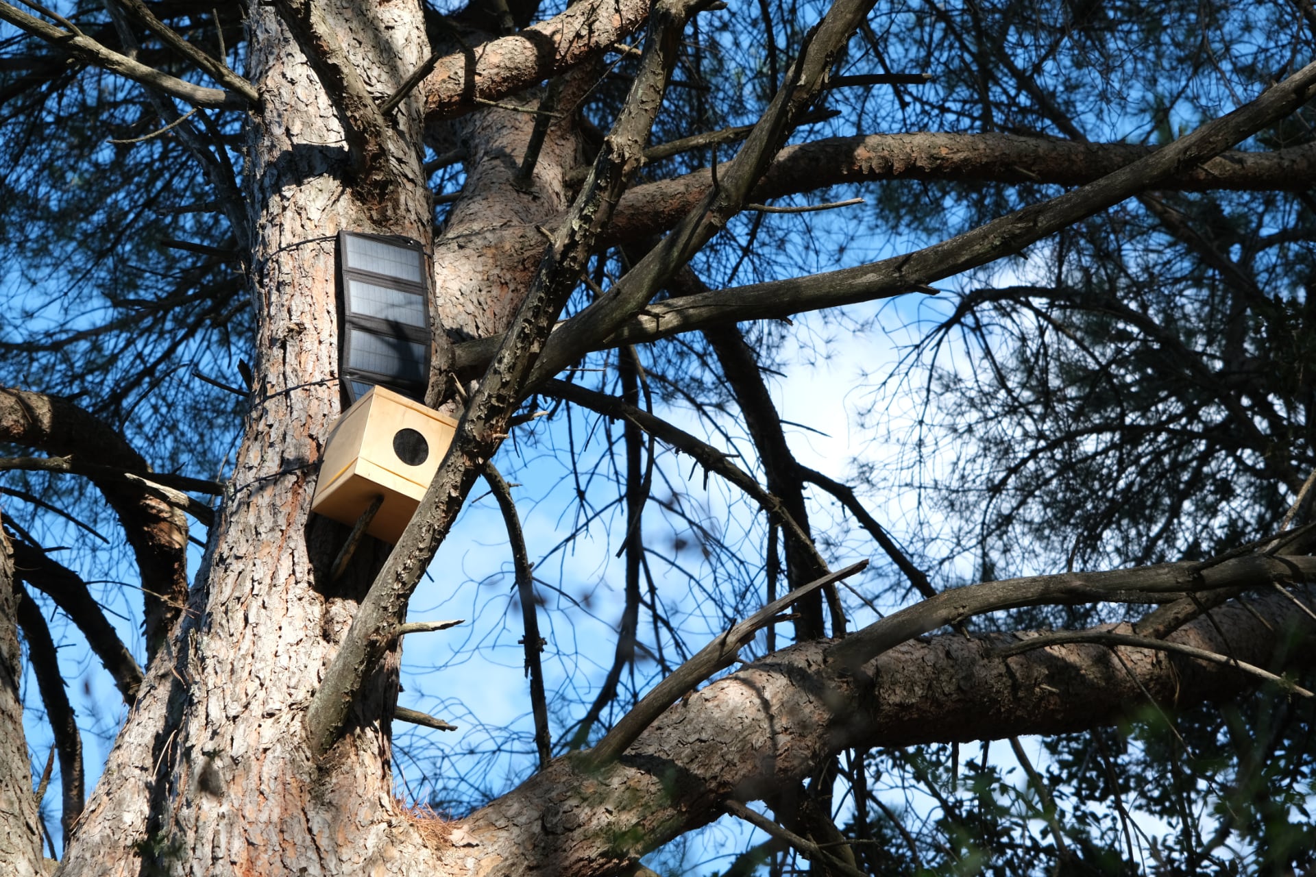 uno dei richiami per uccelli installati dall'artista Cristina Meloni su un albero del bosco di Curadureddu, alimentato da un piccolo pannello solare