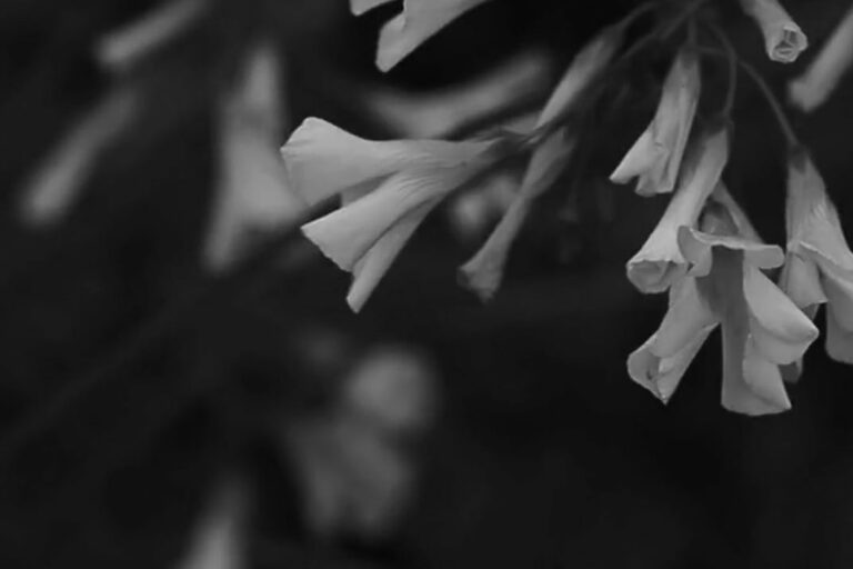 delicati fiori simili a campanule in bianco e nero, fotografati su uno sfondo nero