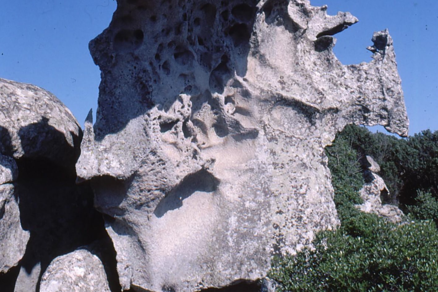 Costantino Brundu: percorsi di un naturalista